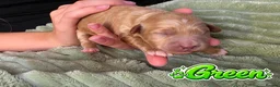 Mixed Breed dogs for sale: 4 Beautiful Cavapoo/Australian Labradoodle Puppies - Advert 23