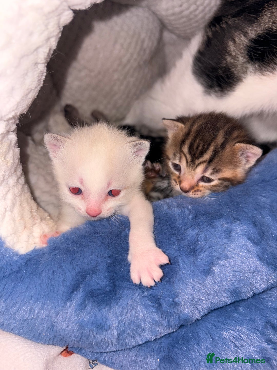 Mixed Breed cats for sale: 4 mixed breed kittens for sale - Advert 4