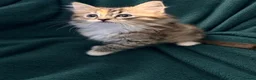 Ragdoll cats for sale: 3/4 Ragdoll Kittens - all long haired beauties  - Advert 4