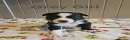 Border Collie dogs for sale: Border Collie Puppies – Looking for Forever Homes in Swindon - Advert 11