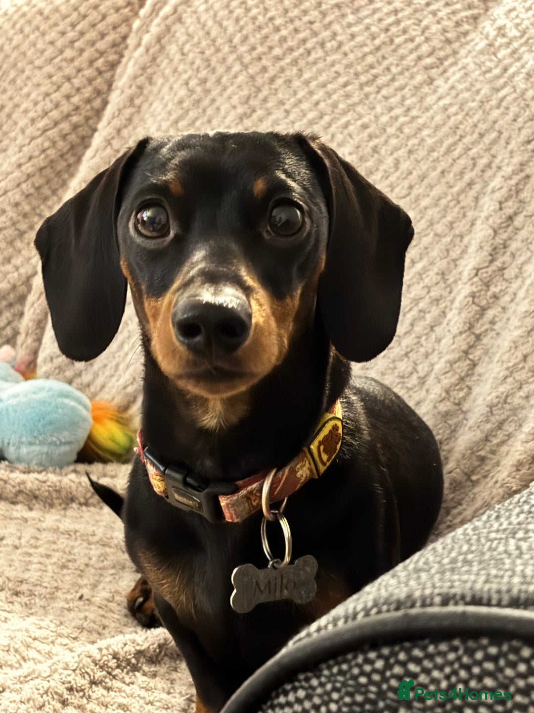 Miniature Dachshund dogs for stud: KC REG PRA CLEAR 🧬 MINIATURE DACHSHUND FOR STUD in Chesterfield - Advert 4