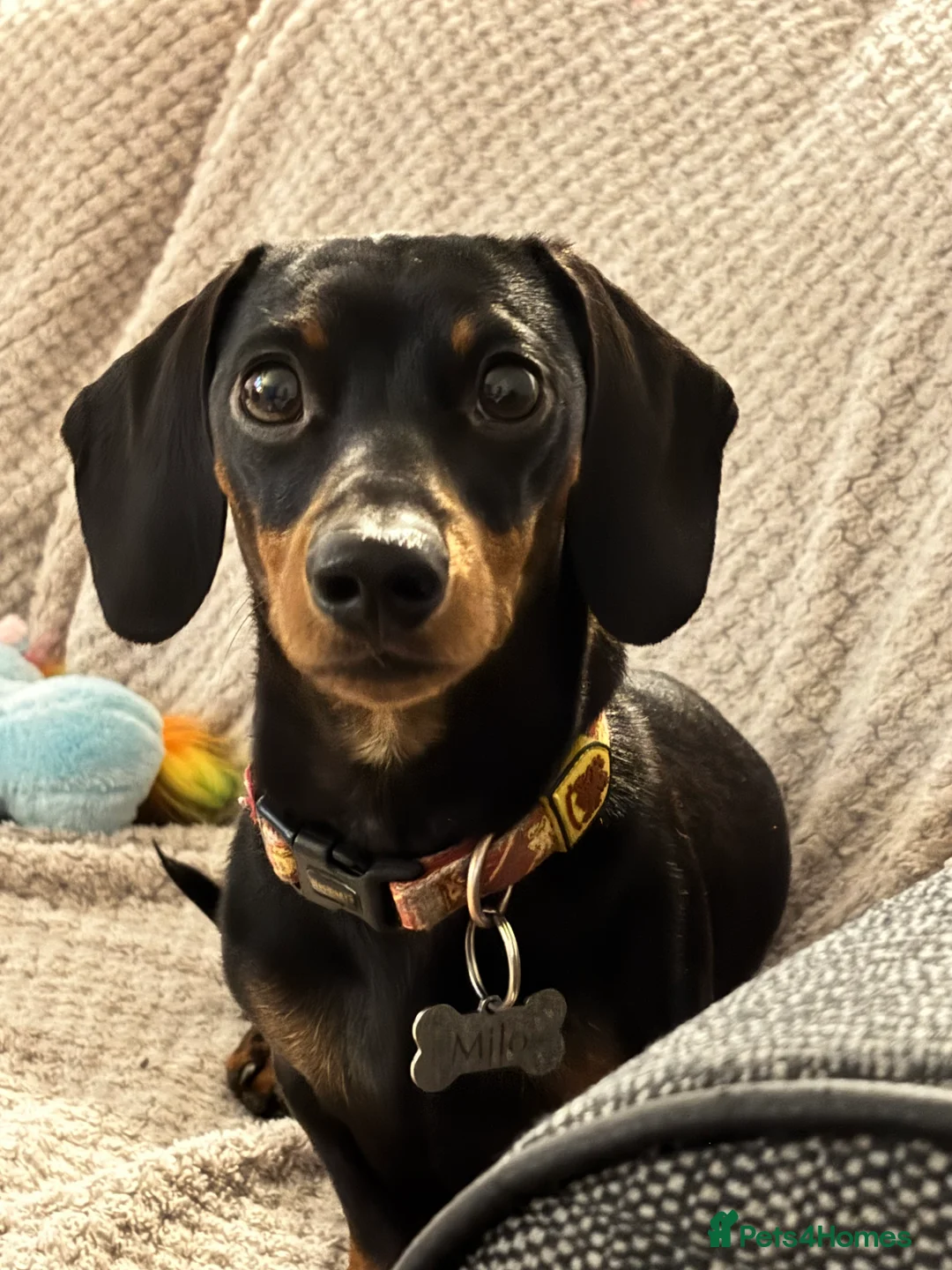 Miniature Dachshund dogs for stud: KC REG PRA CLEAR 🧬 MINIATURE DACHSHUND FOR STUD in Chesterfield - Advert 4