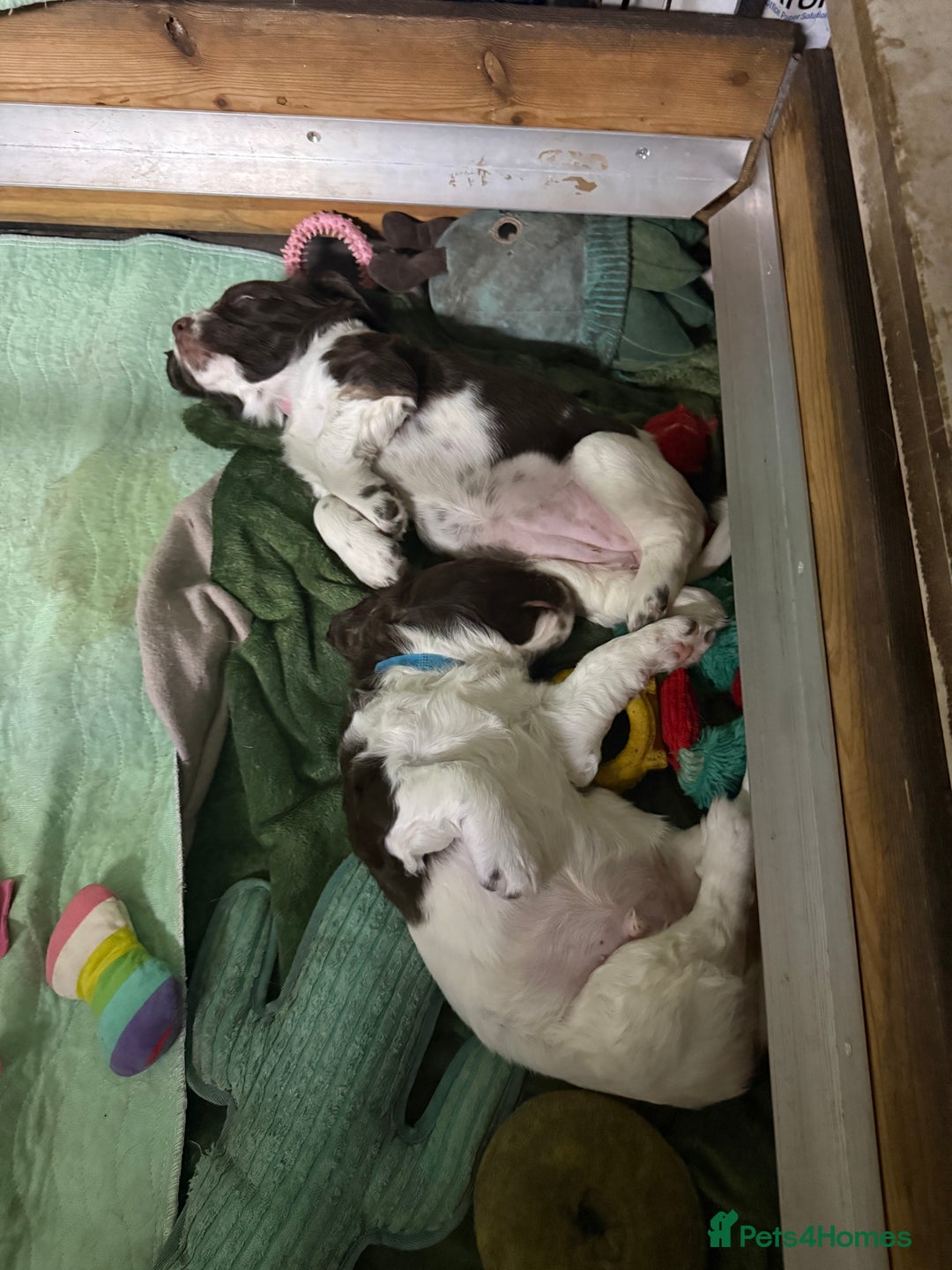 English Springer Spaniel dogs for sale: English Springer Spaniel Puppies - Advert 23