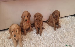 Cockapoo dogs for sale: 2nd generation cockapoo pups - Image 15