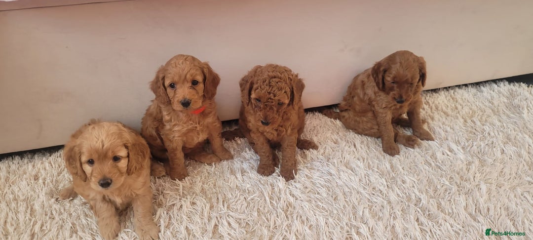 Cockapoo dogs for sale: 2nd generation cockapoo pups - Image 15