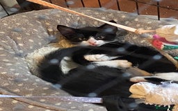 Mixed Breed cats for sale: Friendly kittens looking for homes ! - Image 15