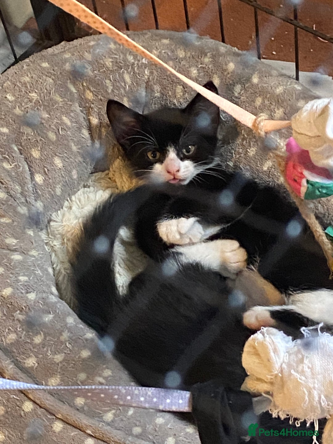 Mixed Breed cats for sale: Friendly kittens looking for homes ! - Image 15