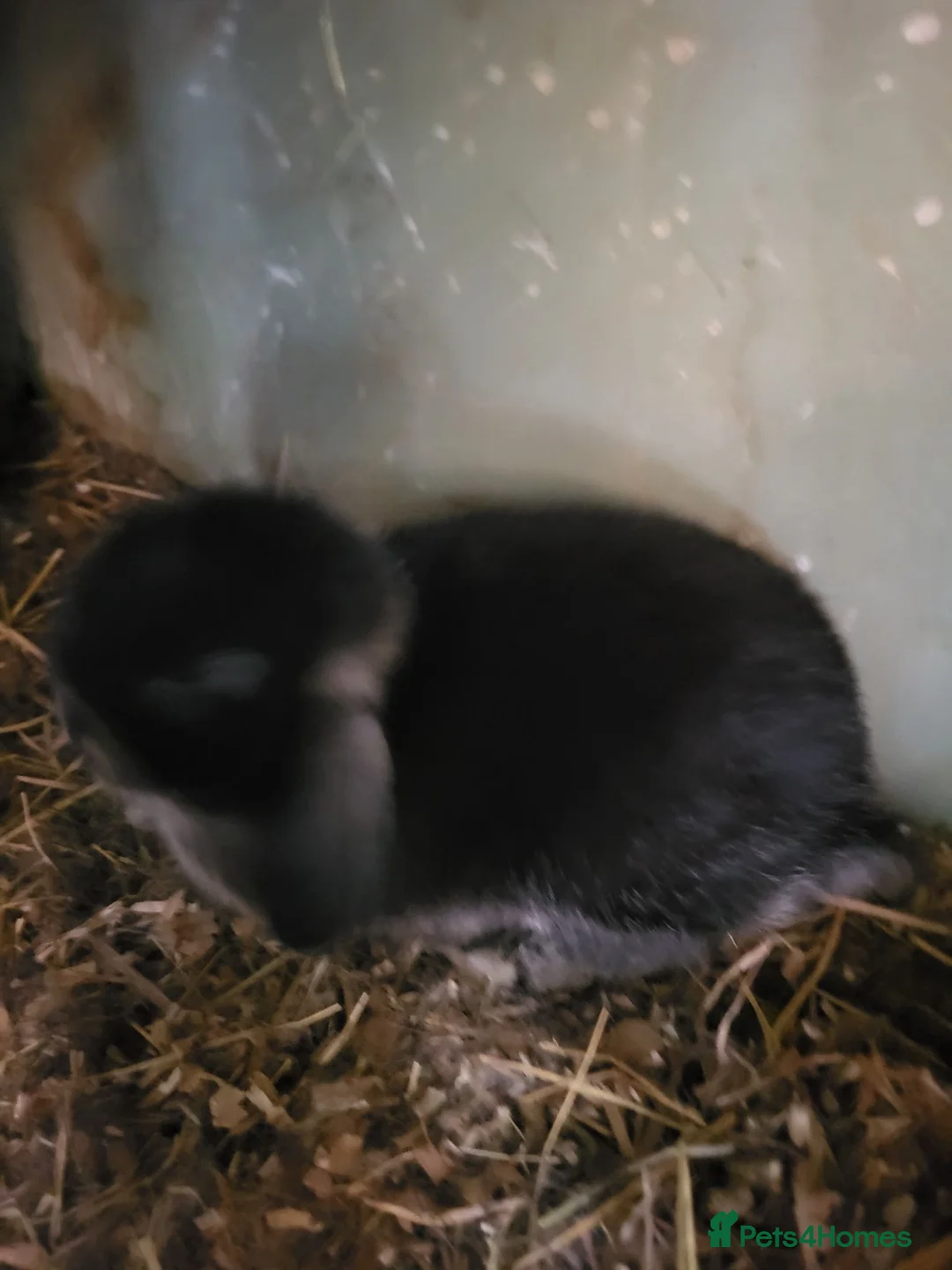 Mini Lop rabbits for sale: Mini Lop Bunnies ready to leave 2 - remaining  - Advert 19