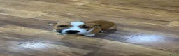 Mixed Breed dogs for sale: Border Collie x Staffie pup, male, tan/white.  in Wakefield - Advert 1
