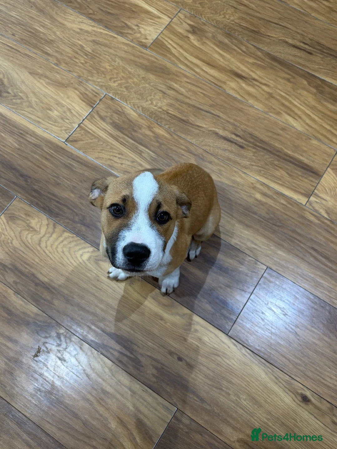 Mixed Breed dogs for sale: Border Collie x Staffie pup, male, tan/white.  in Wakefield - Advert 1