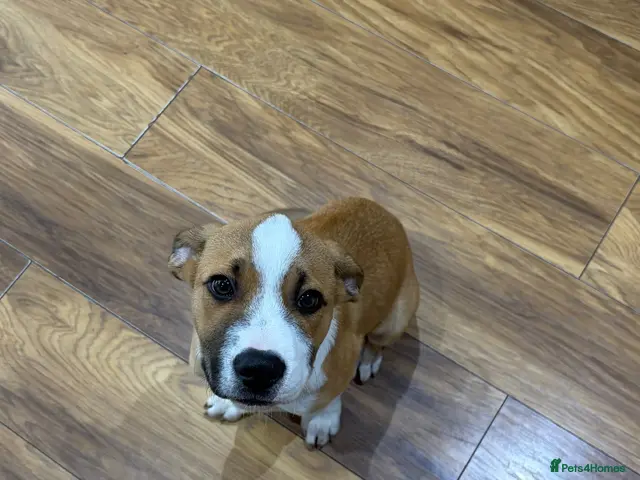 Mixed Breed dogs Border Collie x Staffie pup, male, tan/white. - Advert 2