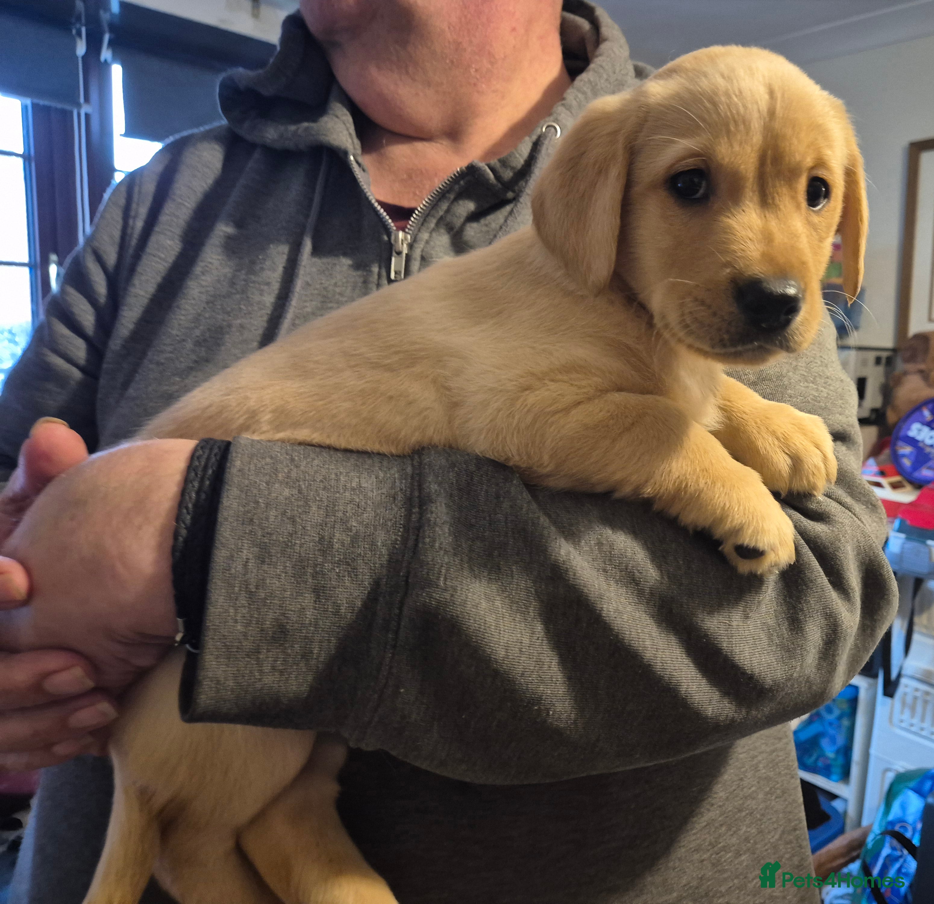 Labrador Retriever dogs 3 very chunky labrador puppies  - Advert 6
