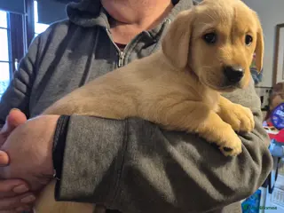 Labrador Retriever dogs 3 very chunky labrador puppies - Advert 6