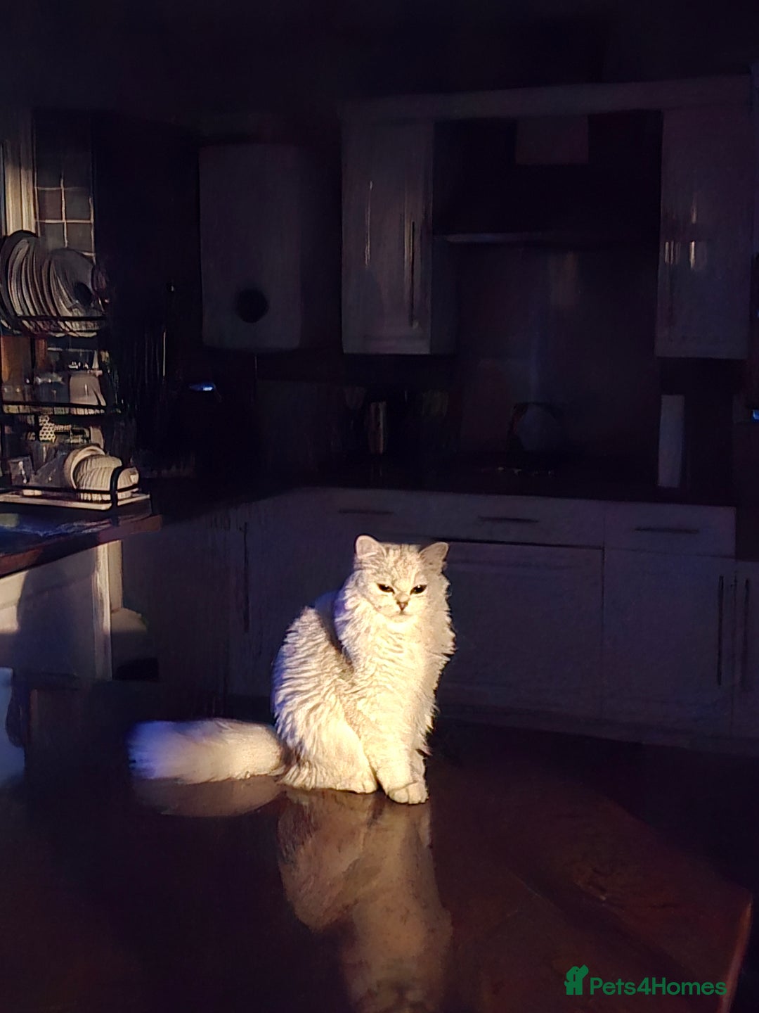 Scottish Fold cats for sale: Scottish Fold Pair - Advert 4