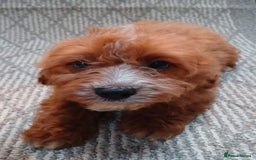 Cavapoo dogs for sale: Red cavapoo pups - Advert 14