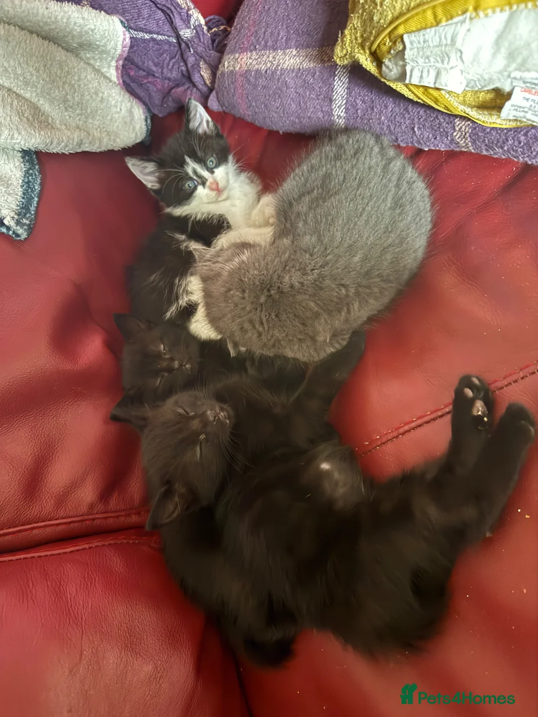 Mixed Breed cats for sale: 4 kittens for sale - Advert 6