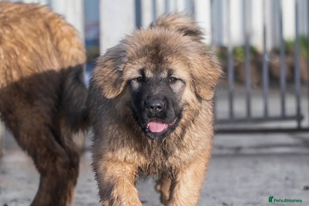 Caucasian Shepherd Dog dogs for sale: Caucasian Shepherd ( Caucasian Ovcharka ) RKC regg - Advert 15