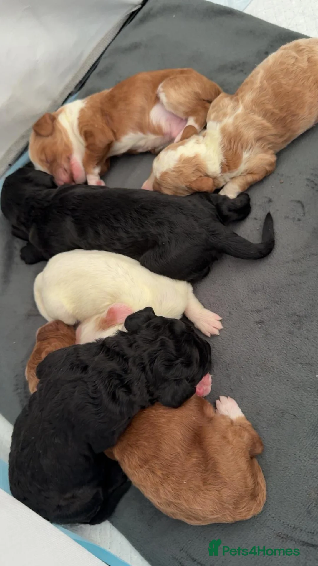 Cockapoo dogs for stud: Proven F1 cockerpoo for Stud - Advert 32