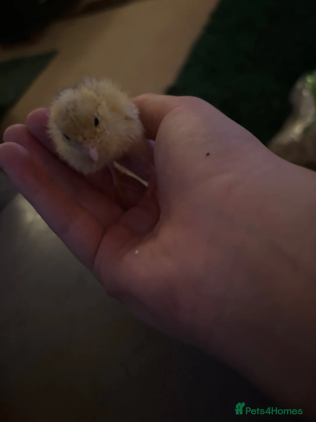 Quail poultry for sale: £ 3 each 4 babby quails  for sale 4 days old  in Aylesbury - Advert 6