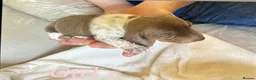 Miniature Dachshund dogs for sale: Lilac piebald miniature dachshund puppies - Advert 5