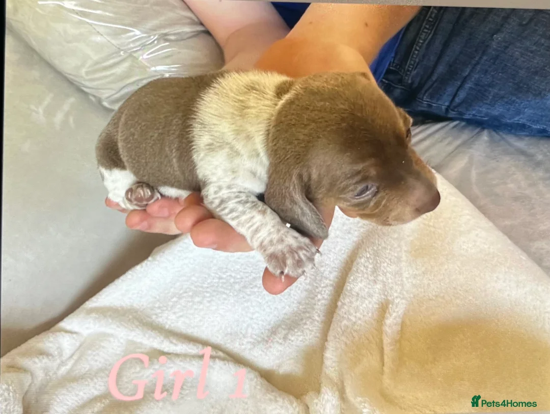 Miniature Dachshund dogs for sale: Lilac piebald miniature dachshund puppies - Advert 5