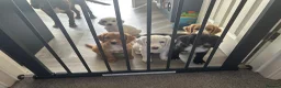 Sprocker dogs for sale: ✨Last white boy ready to Leave!✨Sprocker Spaniels✨ - Advert 9