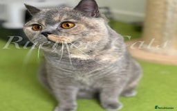 British Shorthair cats for sale: Adorable British Shorthair kittens GCCF registered - Image 6