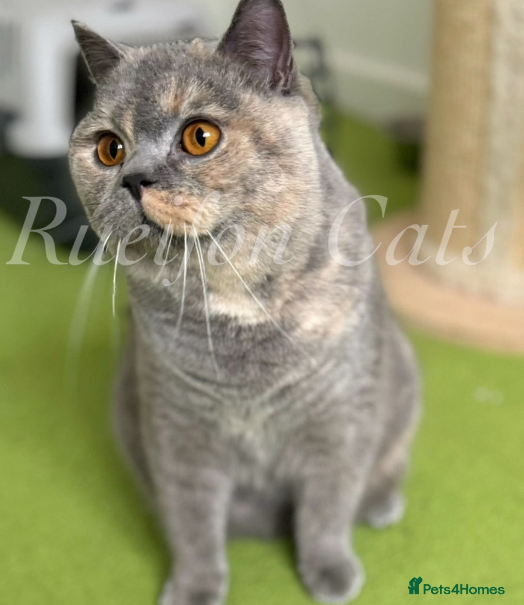 British Shorthair cats for sale: Adorable British Shorthair kittens GCCF registered - Image 6