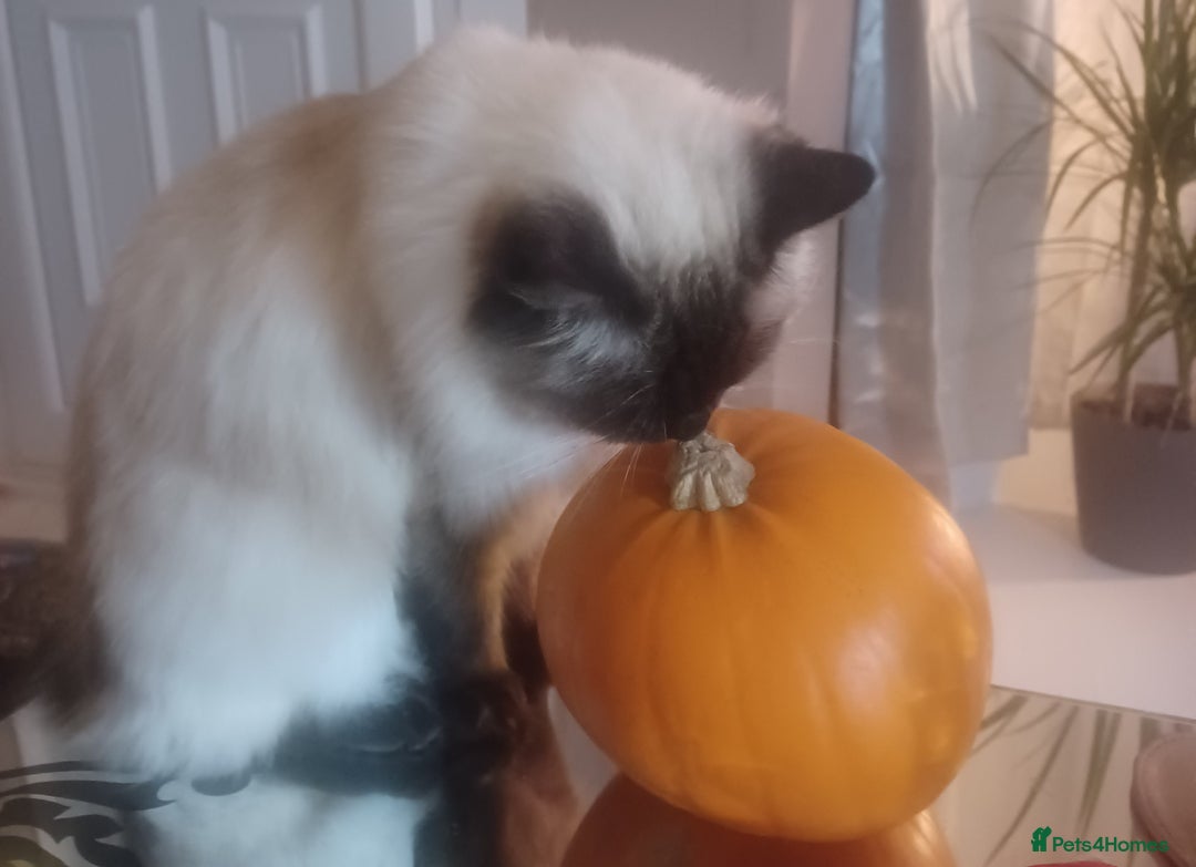 Ragdoll cats for sale: Ragdoll Cat for Rehoming – Lady (6 years old) - Advert 4