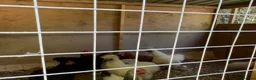 Chickens poultry for sale: Range of chickens - Advert 8