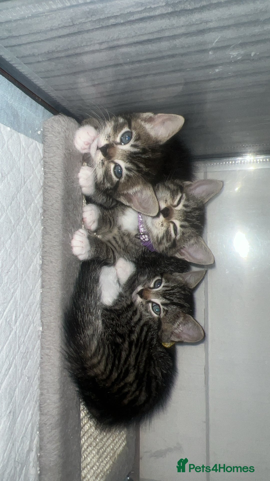 Bengal cats for sale: Bengal/Tabby - Image 14