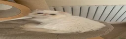 Persian cats for sale: Beautiful Persian Adult  - Advert 3