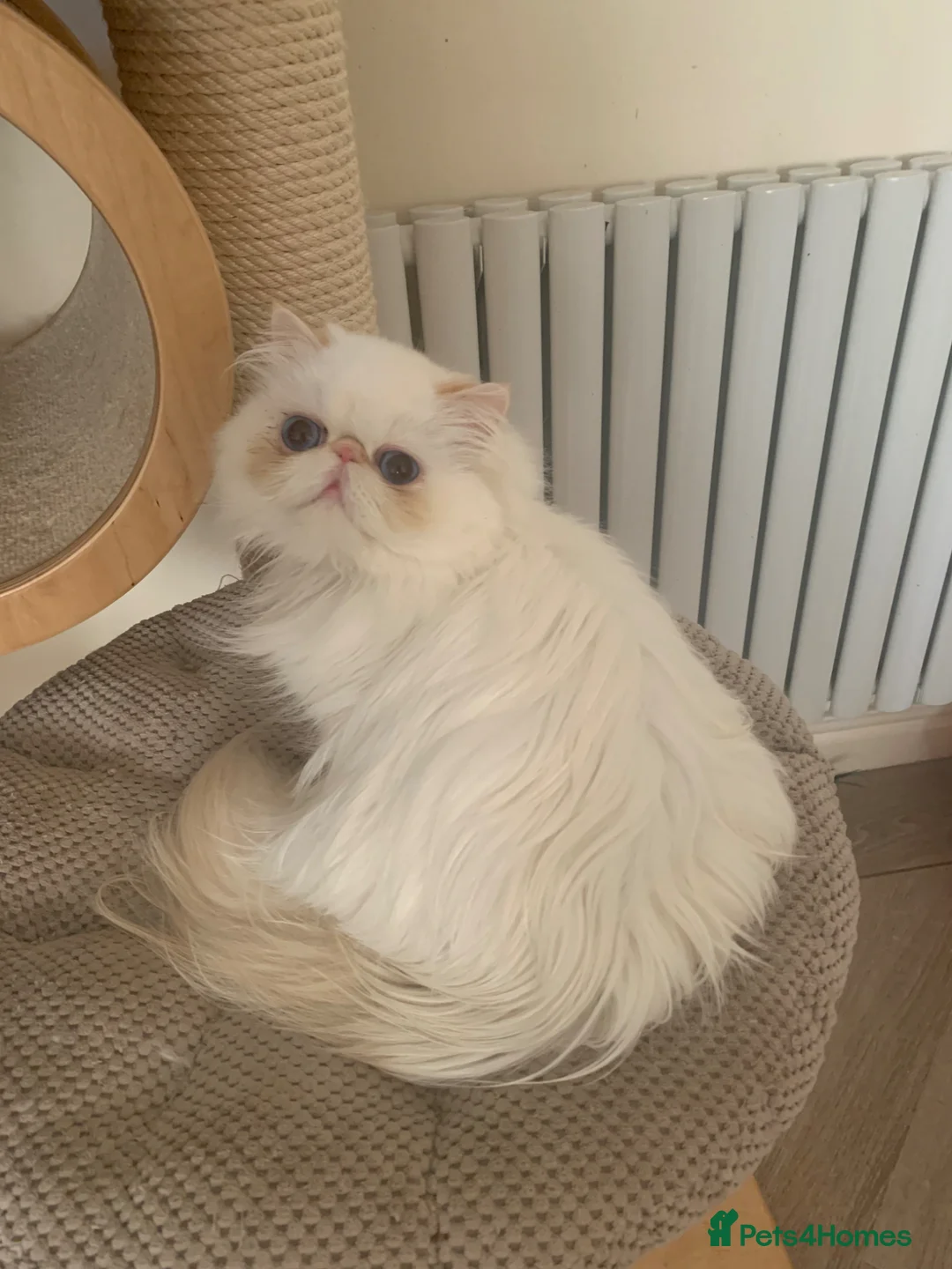 Persian cats for sale: Beautiful Persian Adult  - Advert 3