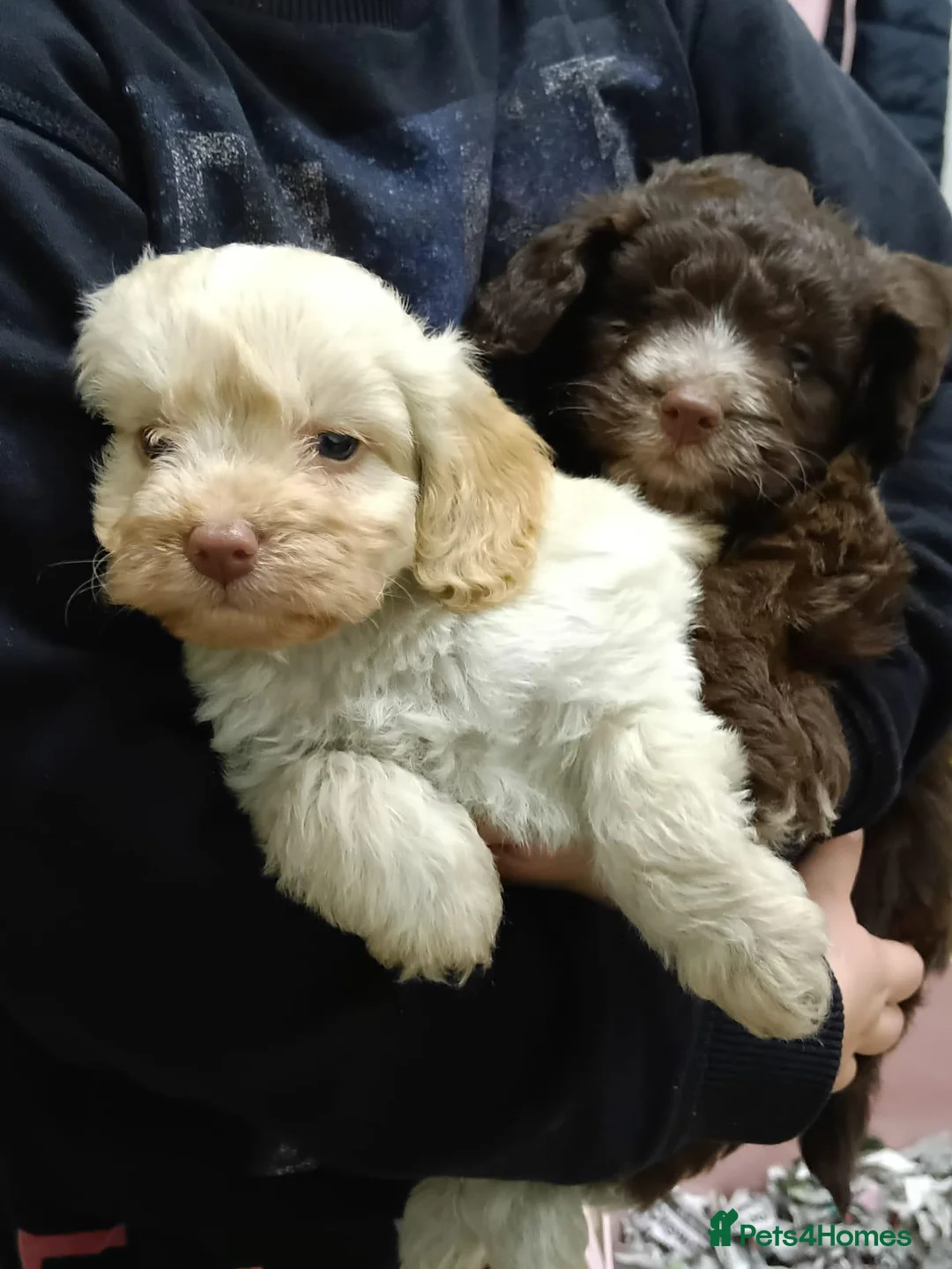 Cockapoo dogs for sale: Beautiful F1 Toy Cockapoo Puppies  - Advert 1