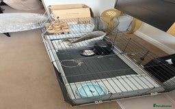 Netherland Dwarf rabbits for sale: Grey bunny with brown patchs - Image 7