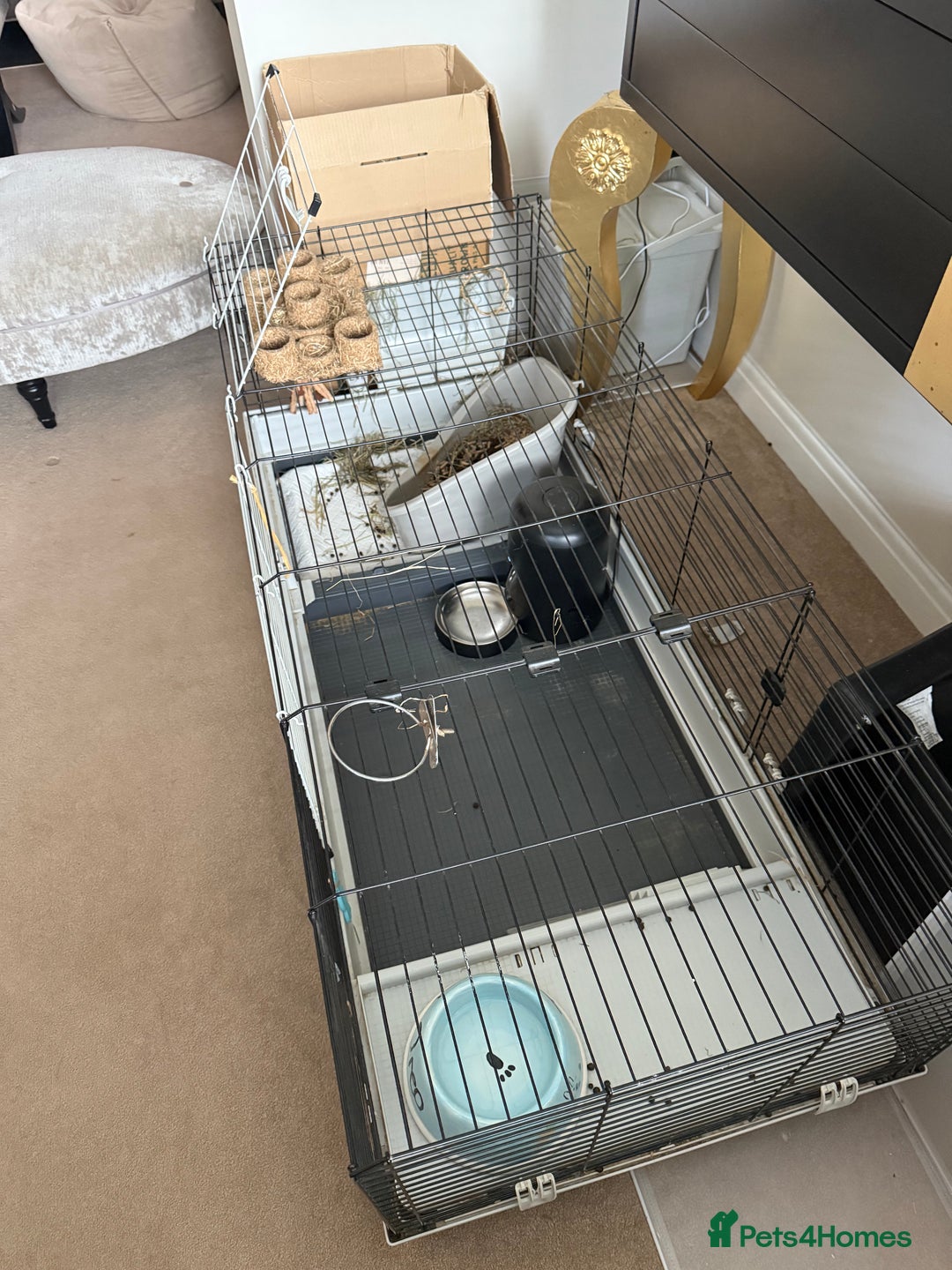 Netherland Dwarf rabbits for sale: Grey bunny with brown patchs - Image 7