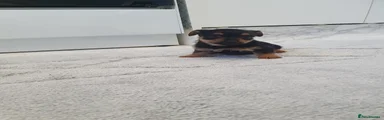 Ruben 