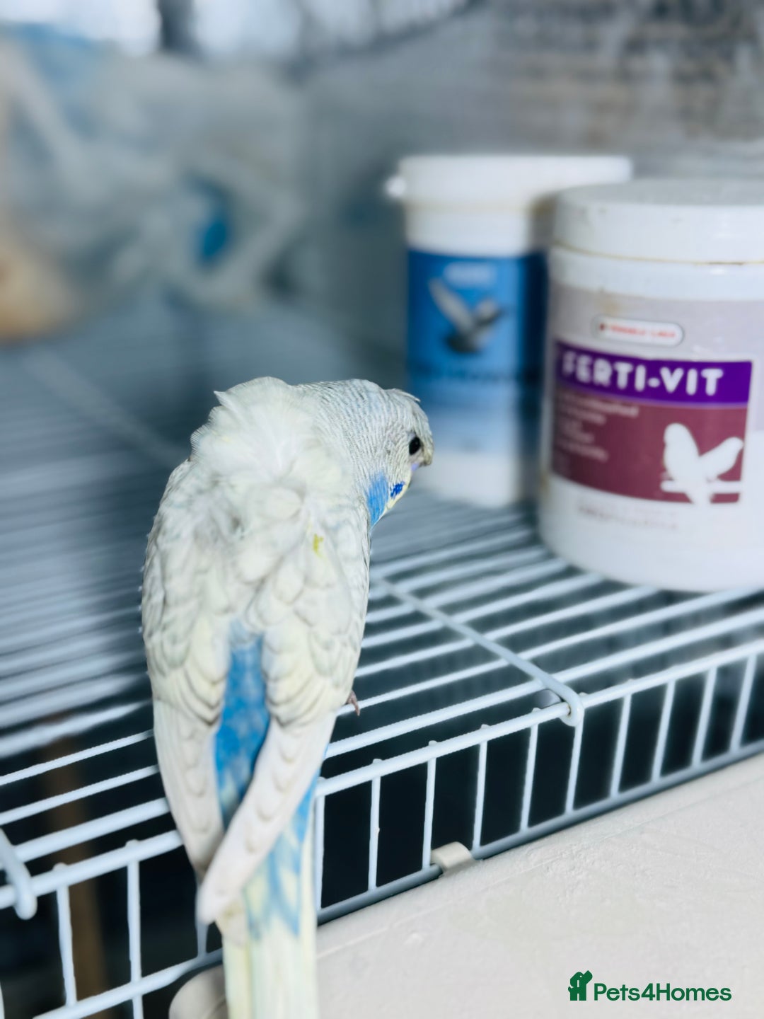 Budgerigars birds for sale: Spangle split black face Hogoromo budgies - Advert 7