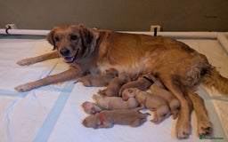 Golden Retriever dogs for sale: KC Registered Golden Retriever Puppies  - Image 1