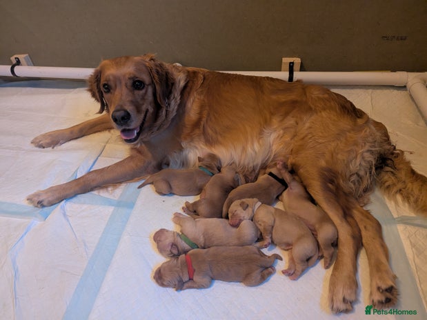 Golden Retriever dogs - Advert 2