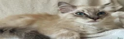 Ragdoll cats for sale: TICA Registered Males Available  - Advert 12