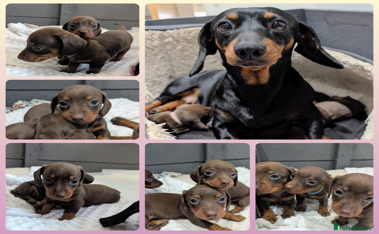 Miniature Dachshund dogs Beautiful KC Reg Smooth Haired Miniature Dachshund - Advert 3