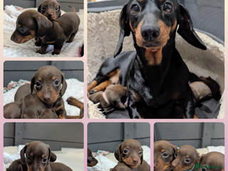 Miniature Dachshund dogs Beautiful KC Reg Smooth Haired Miniature Dachshund - Advert 2