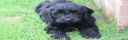 Cockapoo dogs for sale: F1 COCKAPOO PUPPIES FOR SALE - Advert 17
