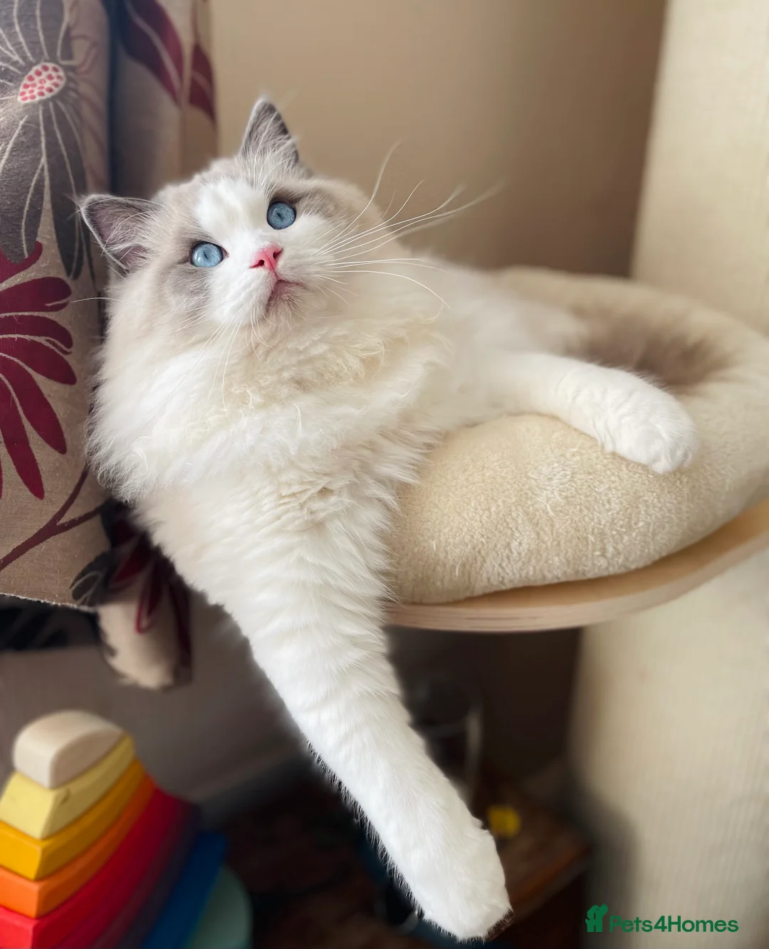 Ragdoll cats for stud: GCCF and TICA registered stud in Feltham - Advert 14