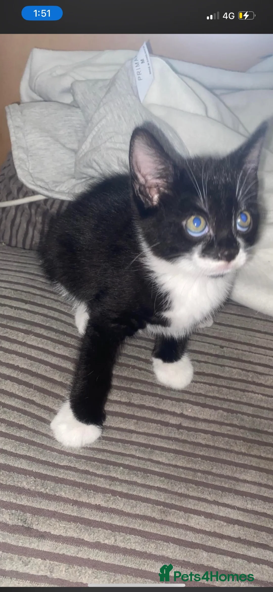 American Curl cats for sale: billie  in Slough - Advert 4