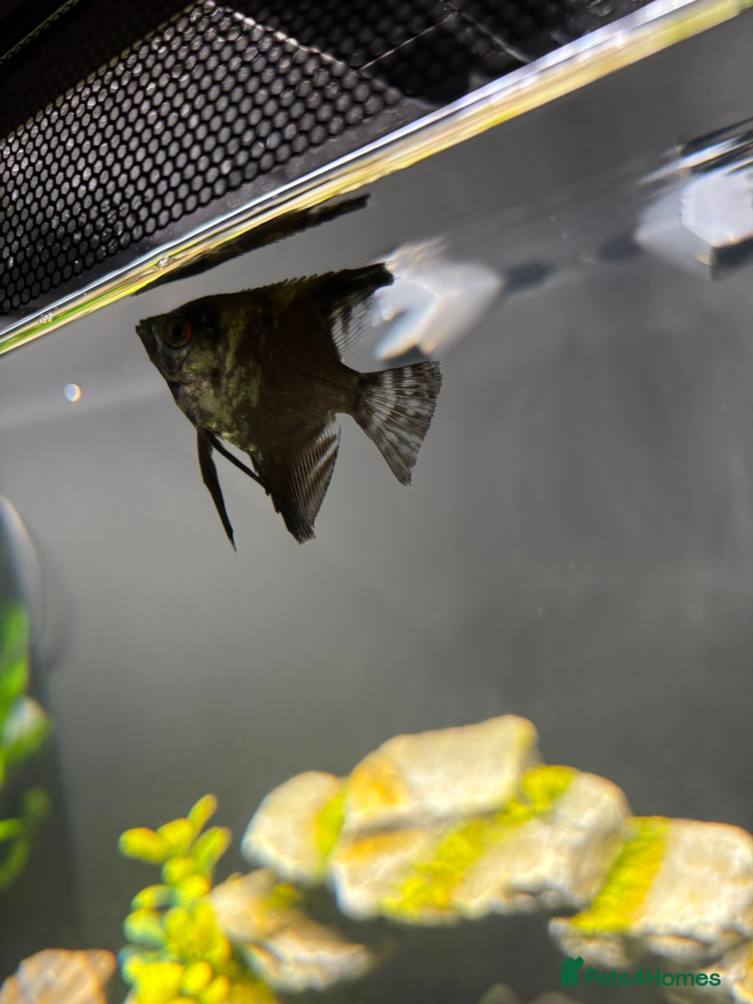 Angelfish fish 2x angle fish - Advert 2