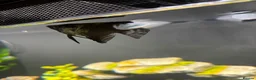 Angelfish fish for sale: 2x angle fish in Bury - Advert 1