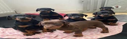 Dobermann dogs for sale: KC Registered | Top Bloodlines DOBBERMAN PUPPIES - Advert 2