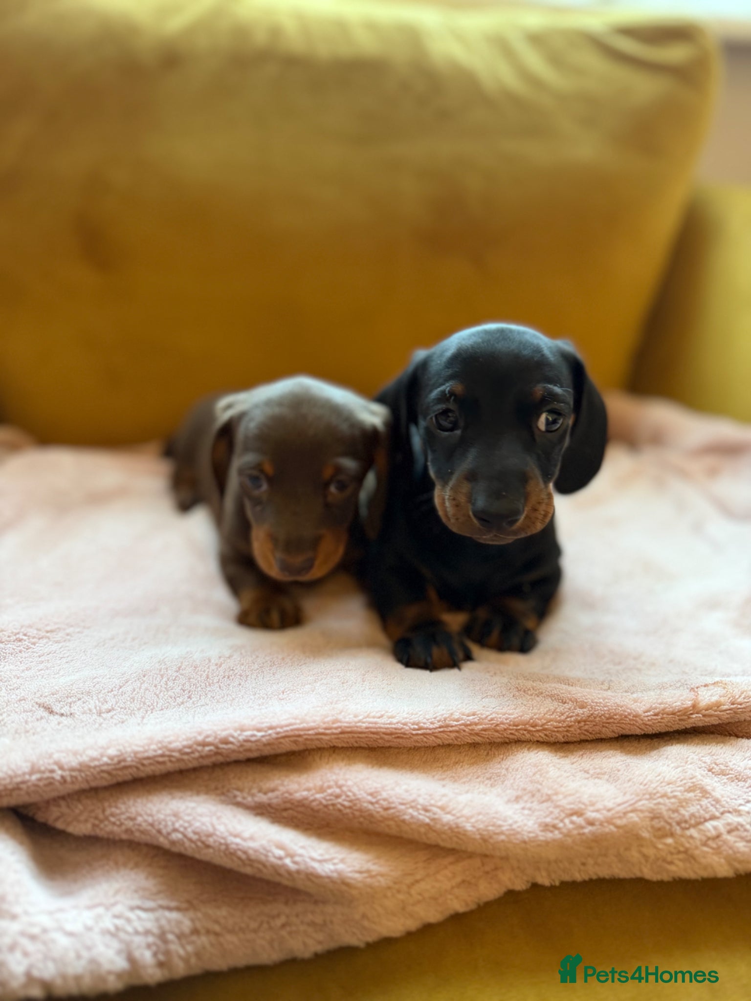 Dachshund dogs Dachshund Puppies  - Advert 2